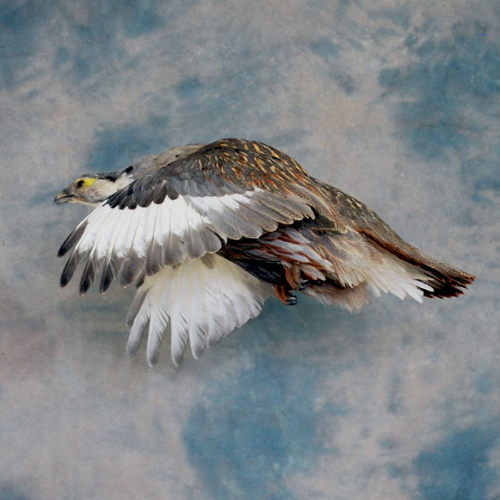 Himalayan Snowcock Reno Nevada Bird Taxidermy