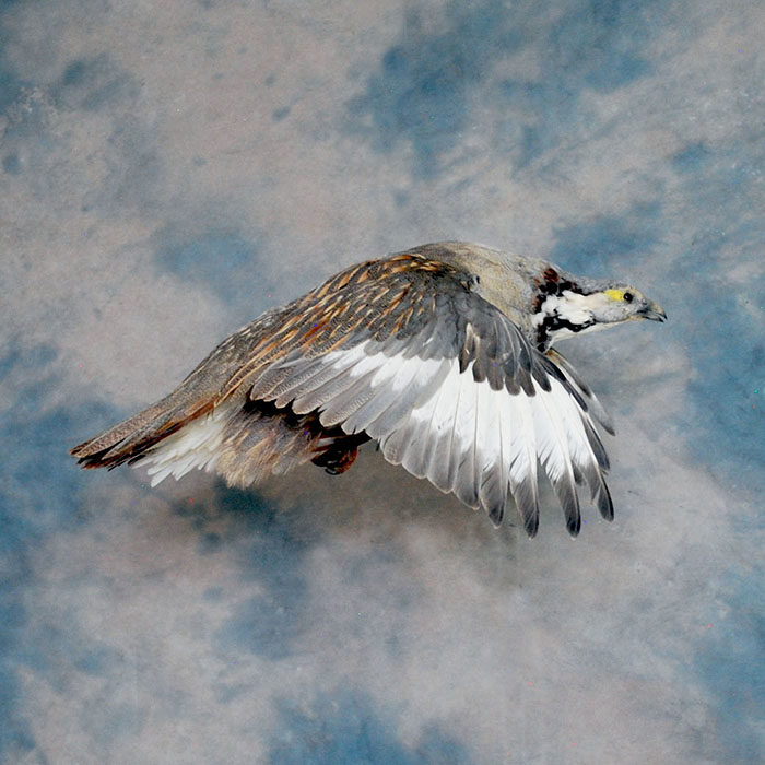 Himalayan Snowcock Reno Nevada Bird Taxidermy