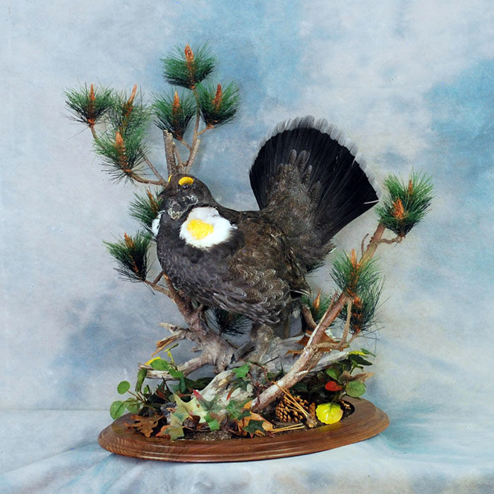 Blue Grouse Reno Nevada Bird Taxidermy