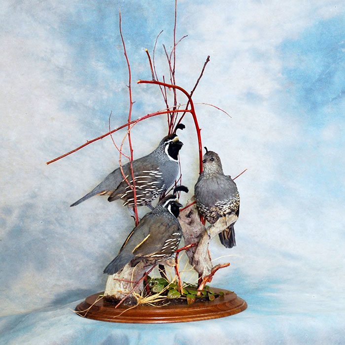 California Quail Reno Nevada Bird Taxidermy