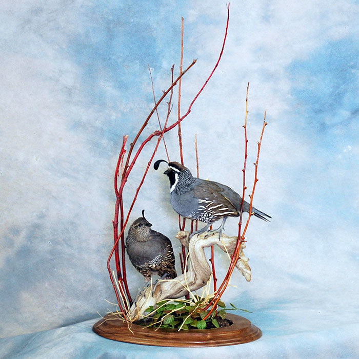 California Quail Reno Nevada Bird Taxidermy