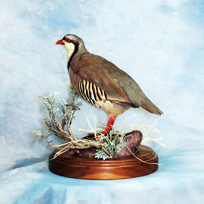 Chukar Reno Nevada Bird Taxidermy