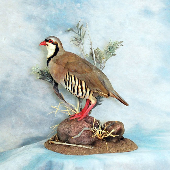 Chukar Reno Nevada Bird Taxidermy