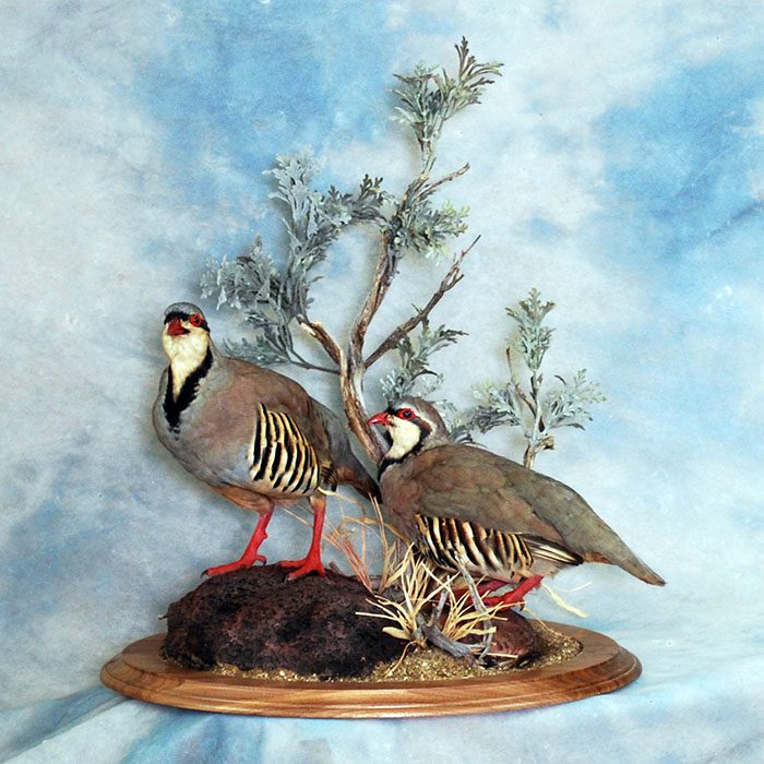 Chukar Reno Nevada Bird Taxidermy