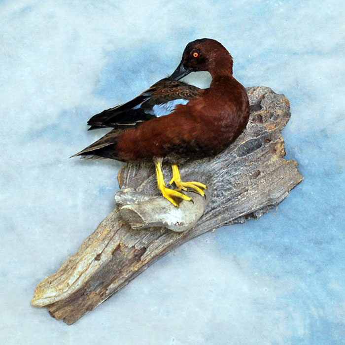 Cinnamon Teal Reno Nevada Bird Taxidermy