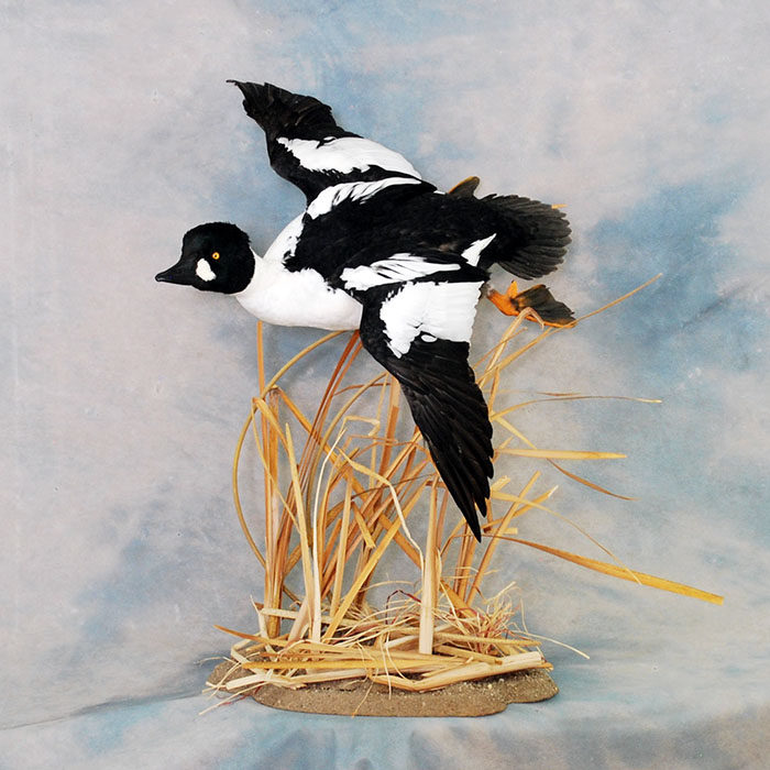 Common Goldeneye Reno Nevada Bird Taxidermy