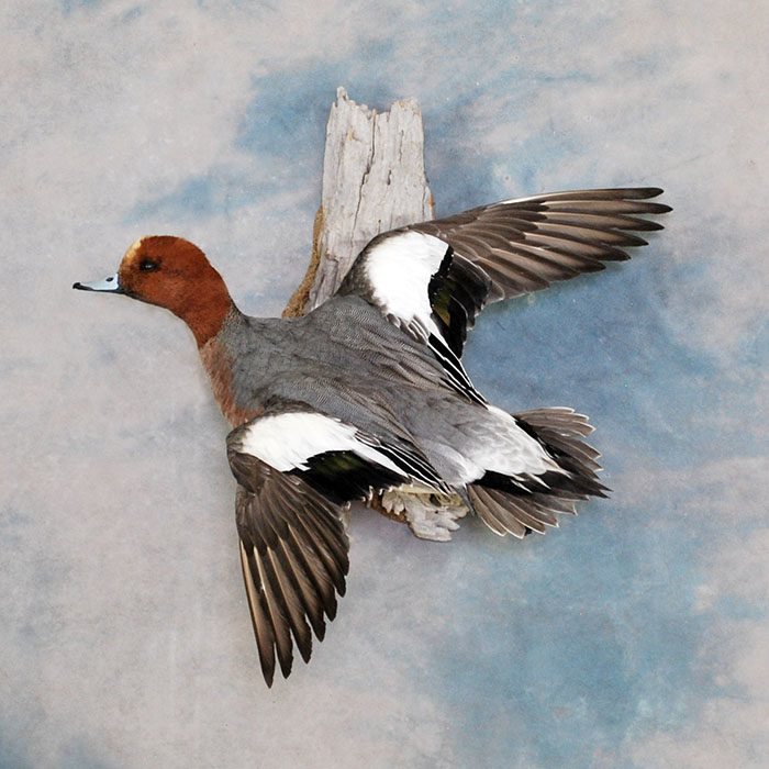 Eurasian Wigeon Reno Nevada Bird Taxidermy