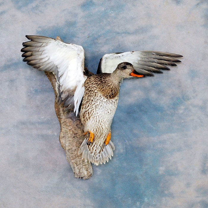 Gadwall Reno Nevada Bird Taxidermy