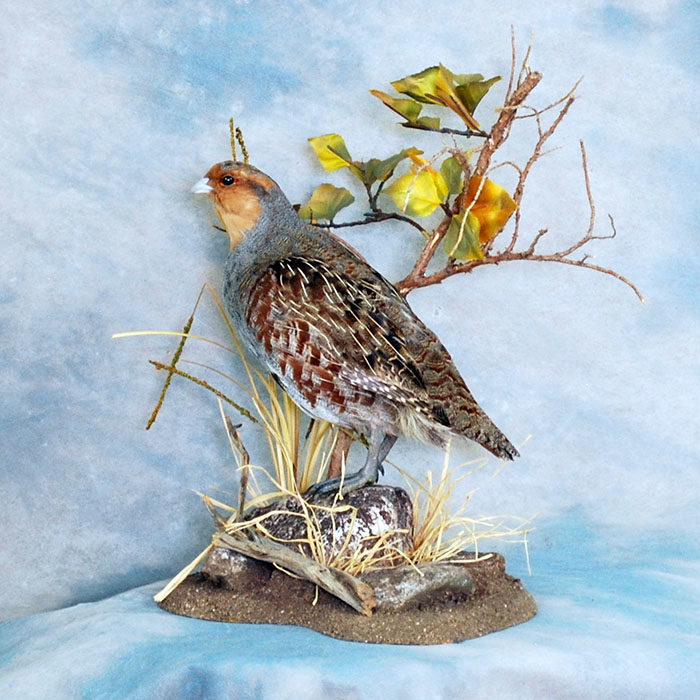 Hungarian Partridge Reno Nevada Bird Taxidermy