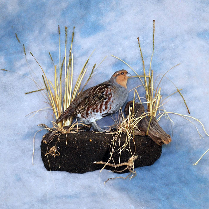 Hungarian Partridge Reno Nevada Bird Taxidermy