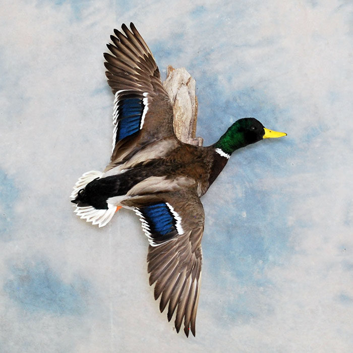 Mallard Reno Nevada Bird Taxidermy