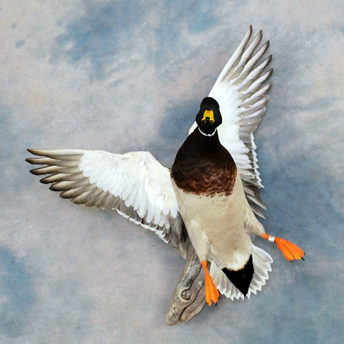 Mallard Reno Nevada Bird Taxidermy