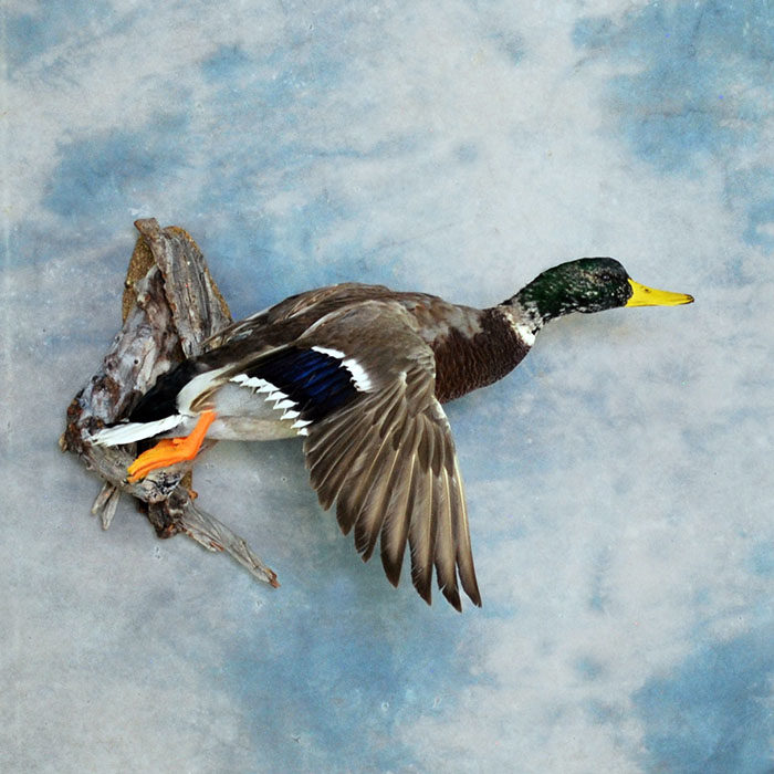 Mallard Reno Nevada Bird Taxidermy