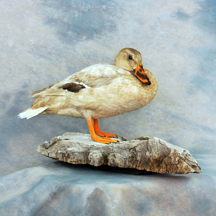 Mallard Hybrid Reno Nevada Bird Taxidermy