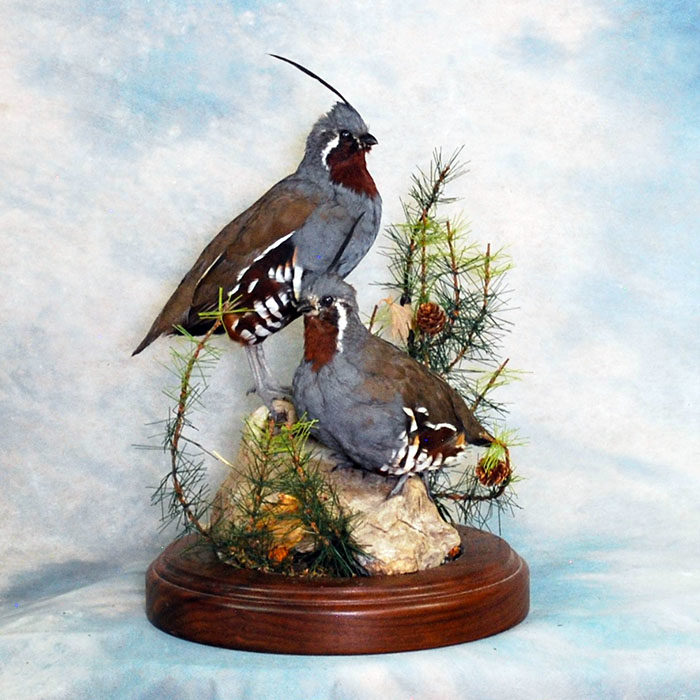 Mountain Quail Reno Nevada Bird Taxidermy