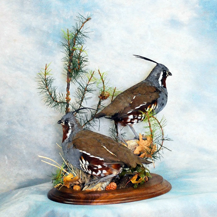 Mountain Quail Reno Nevada Bird Taxidermy