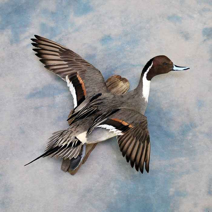 Northern Pintail Reno Nevada Bird Taxidermy