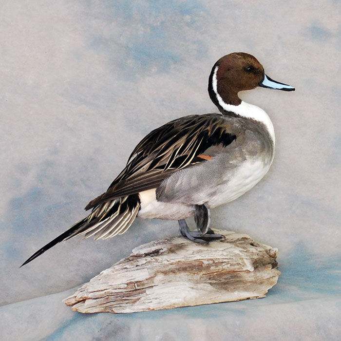 Northern Pintail Reno Nevada Bird Taxidermy