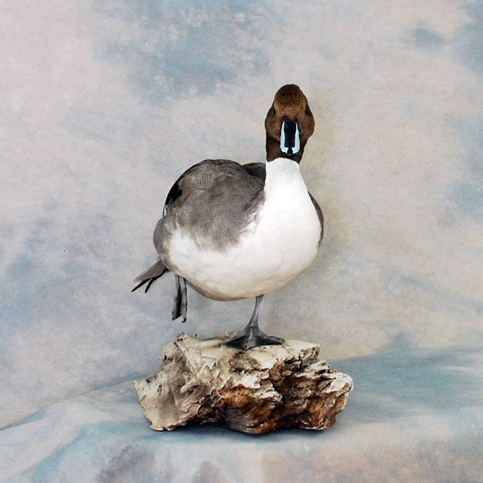 Northern Pintail Reno Nevada Bird Taxidermy