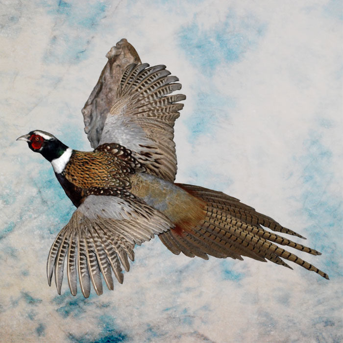 Ring-Neck Pheasant Reno Nevada Bird Taxidermy