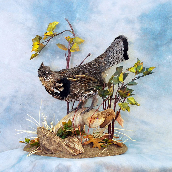 Ruffed Grouse Reno Nevada Bird Taxidermy