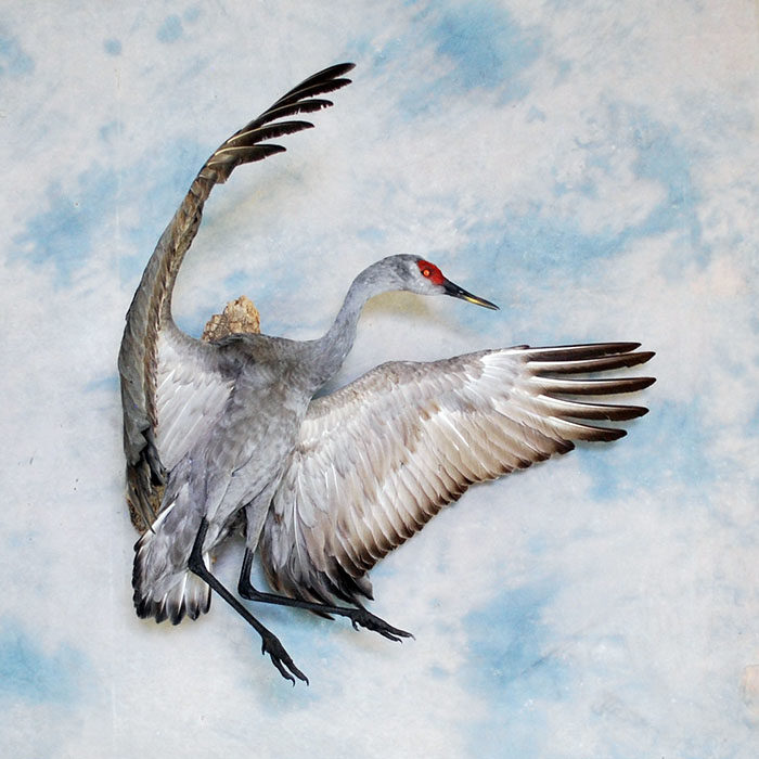 Sandhill Crane Reno Nevada Bird Taxidermy