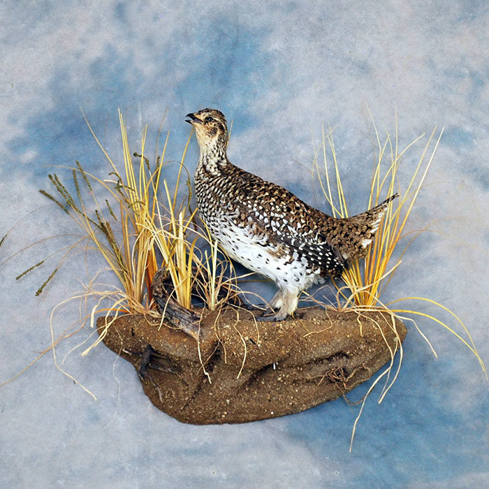 Sharp-Tail Grouse Reno Nevada Bird Taxidermy