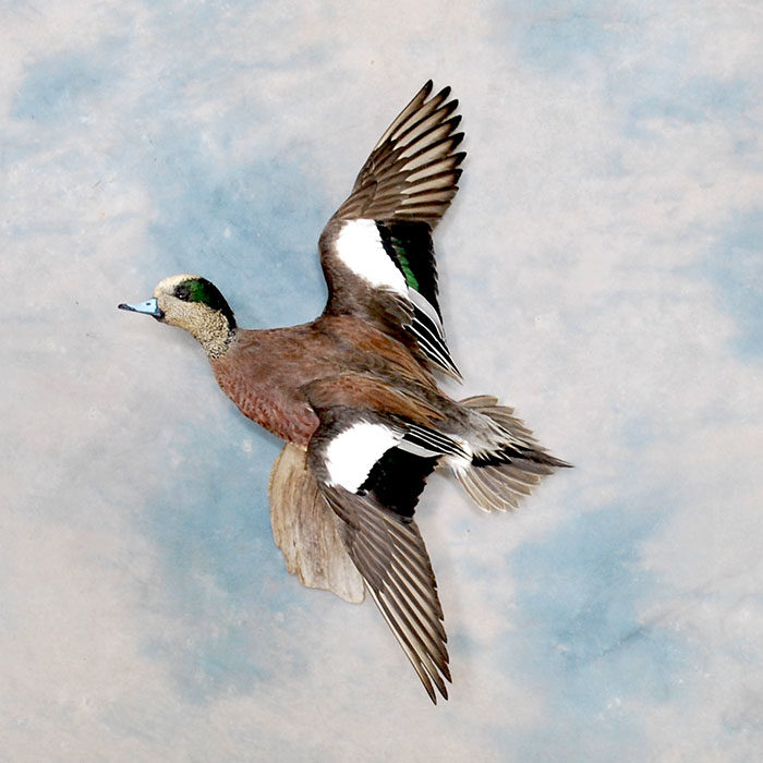 American Wigeon Reno Nevada Bird Taxidermy