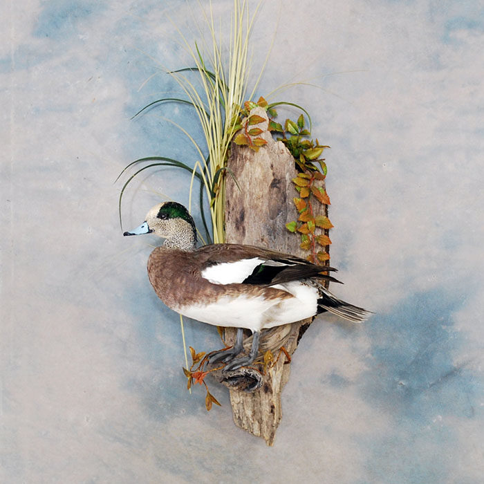 American Wigeon Reno Nevada Bird Taxidermy