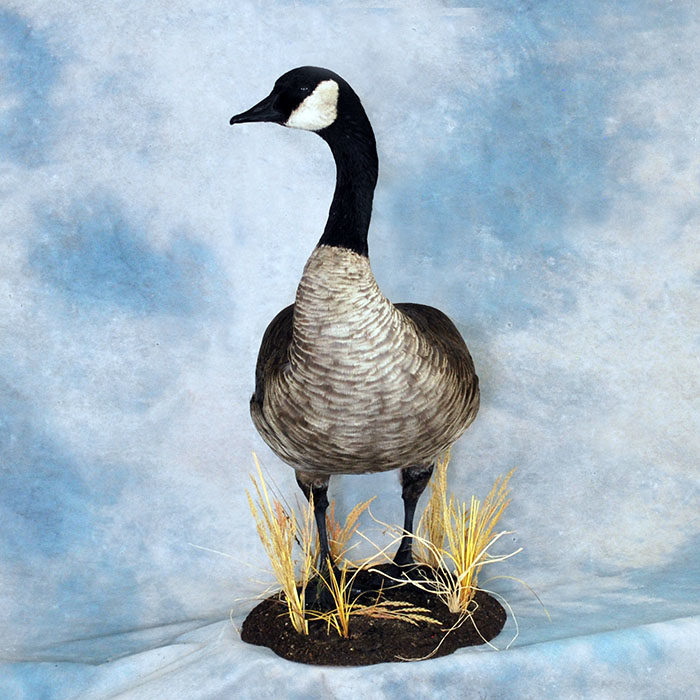 Canada Goose Reno Nevada Bird Taxidermy