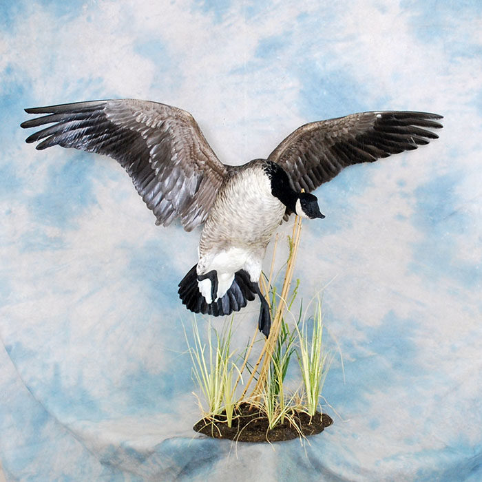 Canada Goose Reno Nevada Bird Taxidermy