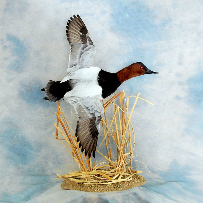 Canvasback Reno Nevada Bird Taxidermy