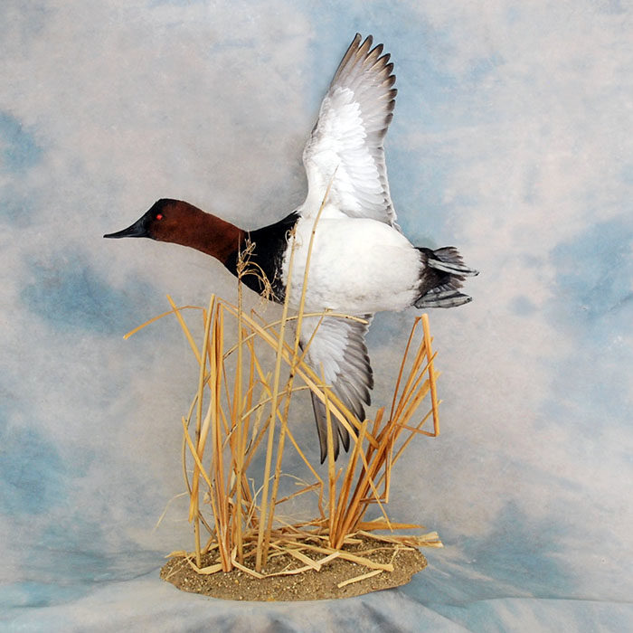 Canvasback Reno Nevada Bird Taxidermy