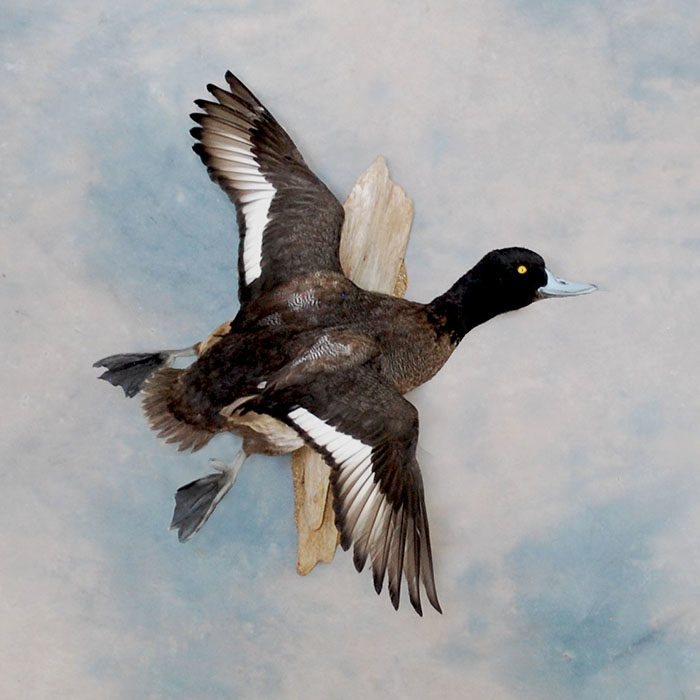 Greater Scaup Reno Nevada Bird Taxidermy