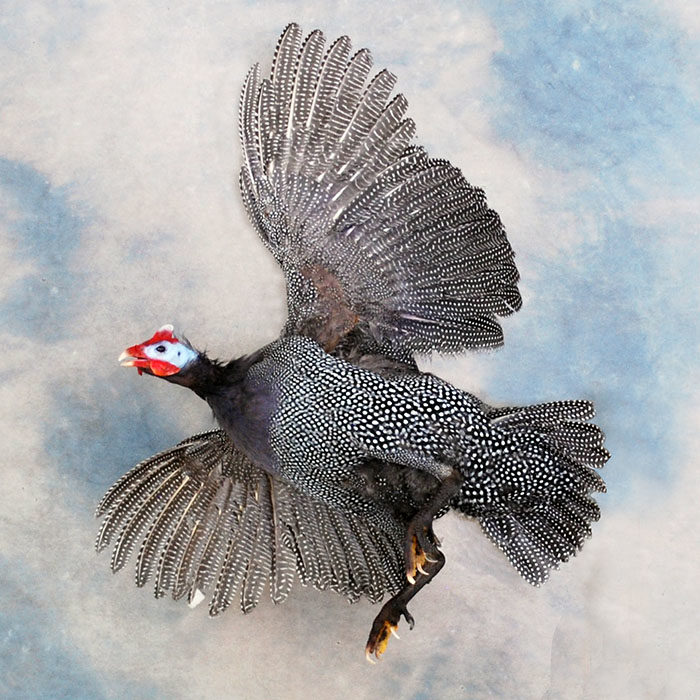 Guinea Fowl Reno Nevada Bird Taxidermy