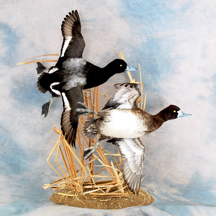 Lesser Scaup Reno Nevada Bird Taxidermy