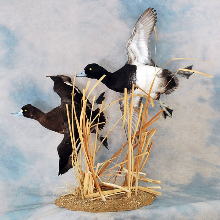 Lesser Scaup Reno Nevada Bird Taxidermy