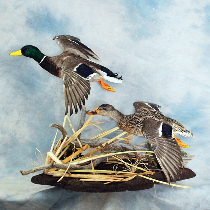 Mallard Reno Nevada Bird Taxidermy