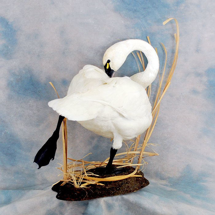 Tundra Swan Reno Nevada Bird Taxidermy