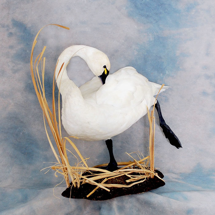 Tundra Swan Reno Nevada Bird Taxidermy