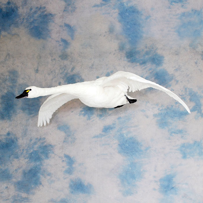 Tundra Swan Reno Nevada Bird Taxidermy