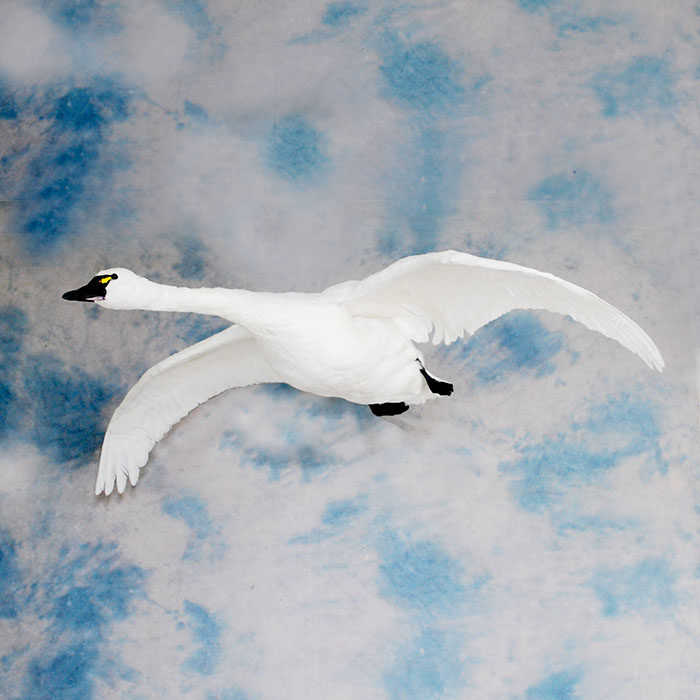 Tundra Swan Reno Nevada Bird Taxidermy