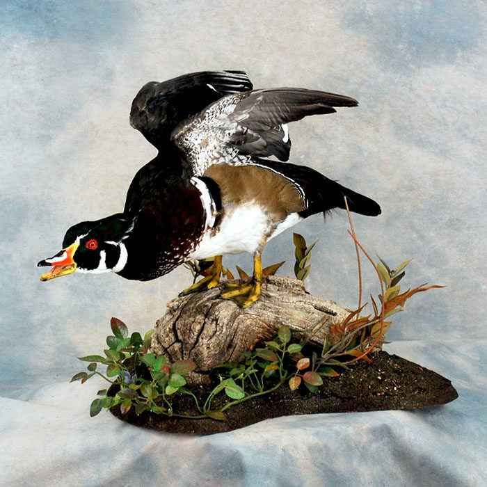 Wood Duck Reno Nevada Bird Taxidermy