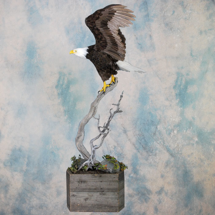 Bald Eagle Recreation Reno Nevada bird taxidermy