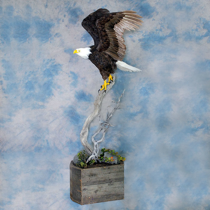 Bald Eagle Recreation Reno Nevada bird taxidermy