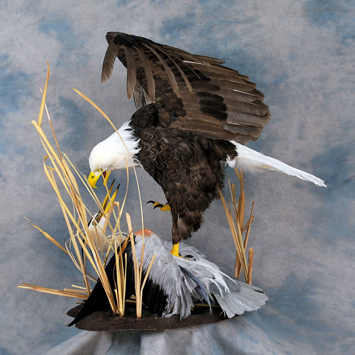 Bald Eagle Recreation Reno Nevada bird taxidermy