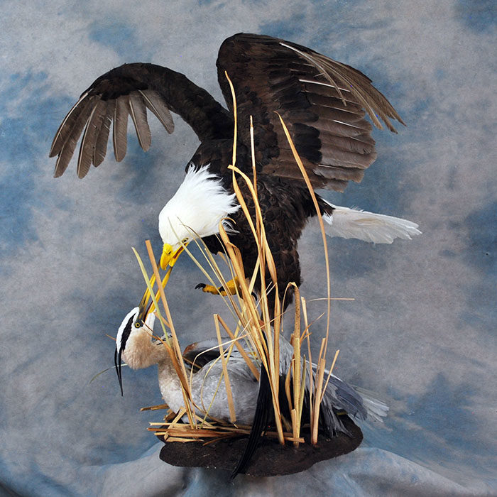 Bald Eagle Recreation Reno Nevada bird taxidermy