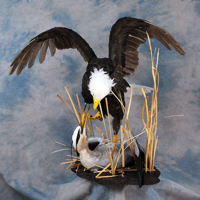 Bald Eagle Recreation Reno Nevada bird taxidermy