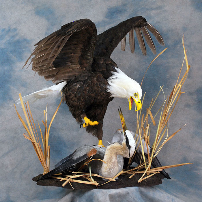 Bald Eagle Recreation Reno Nevada bird taxidermy