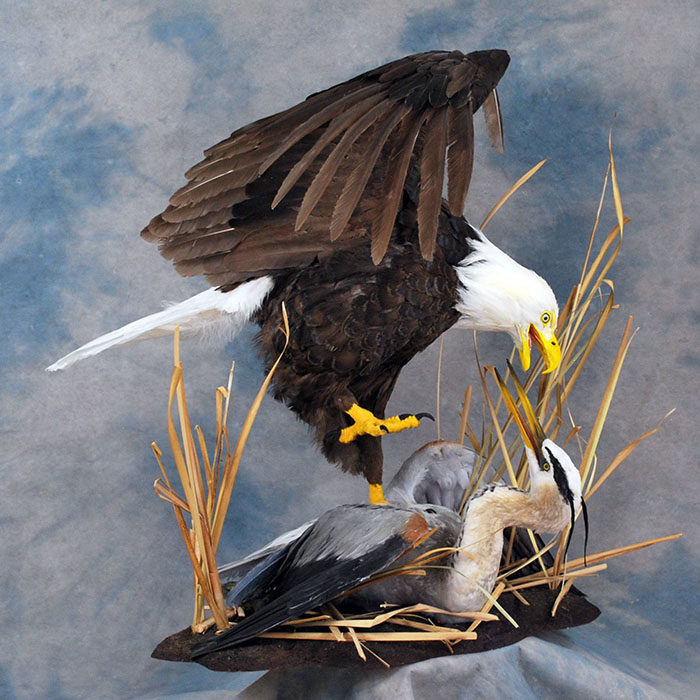 Bald Eagle Recreation Reno Nevada bird taxidermy